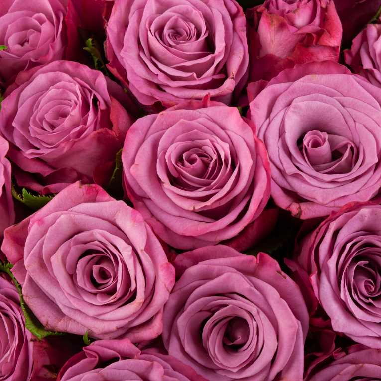 Букет из 101 розы Сияние аметиста