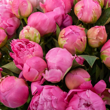 Букет из 51 пиона Розовая призма