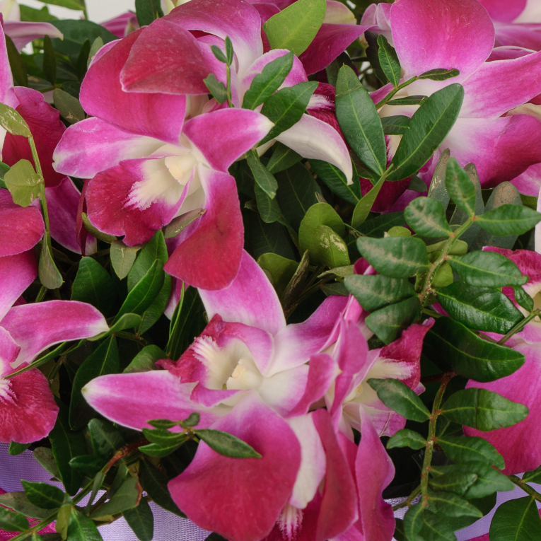 Букет орхидей в коробке Сладкая полночь