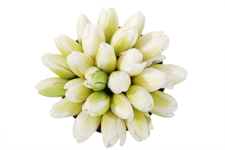 Букет 25 королевских тюльпанов в бежевой коробке, белые