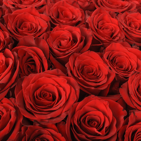 Букет 35 роз Высокие чувства