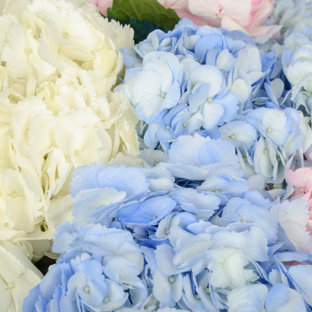 Букет 11 гортензий Цветочные облака