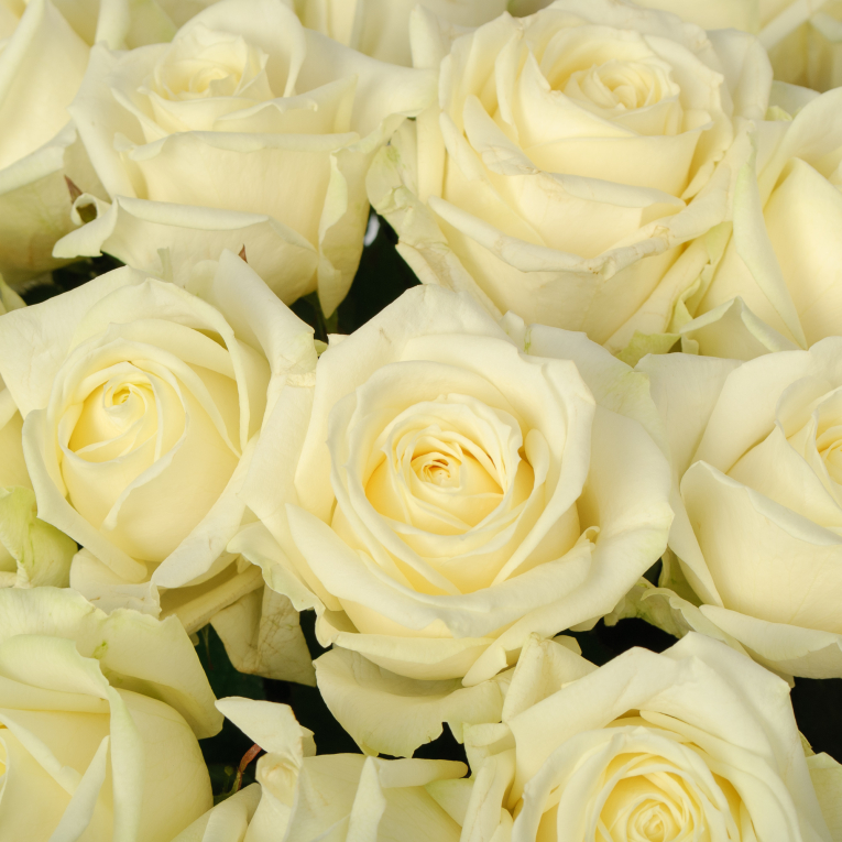 Букет 25 роз Аваланш 60/70 см