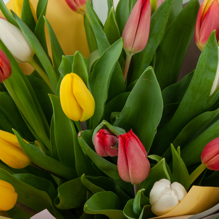 Букет 25 тюльпанов Лучики солнца