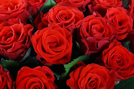 Букет 51 красная роза, 50 см