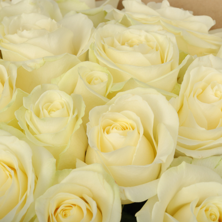 Букет 19 роз Аваланш (40 см)