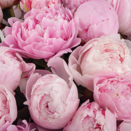 Букет 101 пион Розовый жемчуг