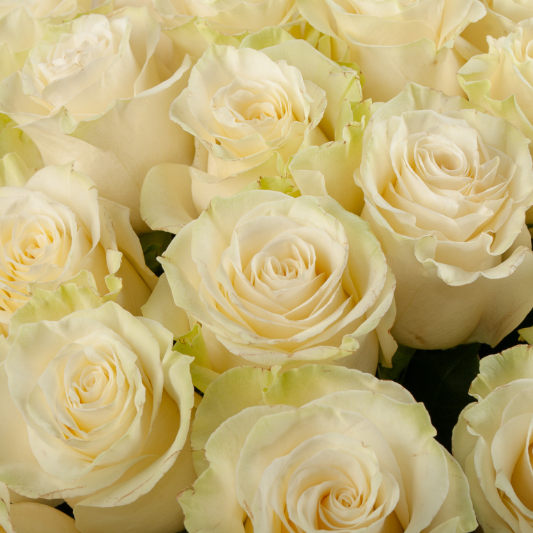 Букет 35 роз Мондиаль