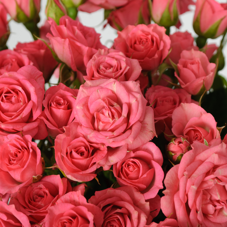 Букет 11 кустовых роз Лидия (50 см)