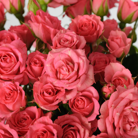 Букет 11 кустовых роз Лидия (50 см)