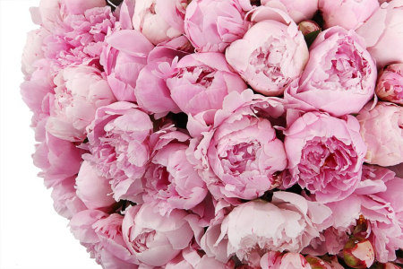 Букет из пионов 101 комплимент