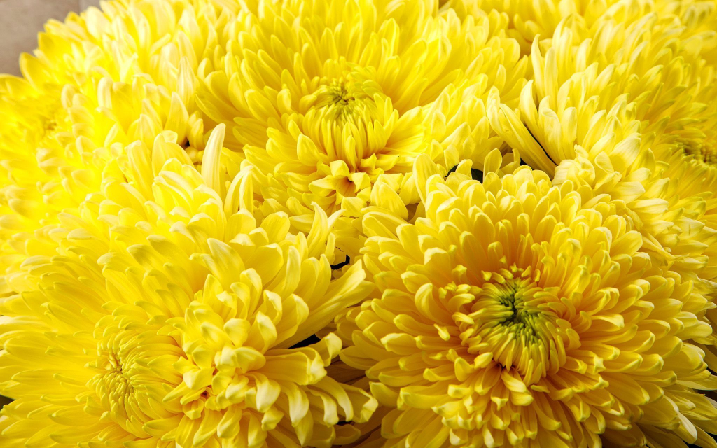 Букет из 7 желтых хризантем Сингл