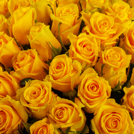 Букет из 75 роз Золото любви