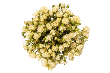 Букет 19 белых кустовых роз