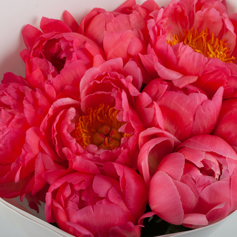 Букет из 9 пионов Огонь любви