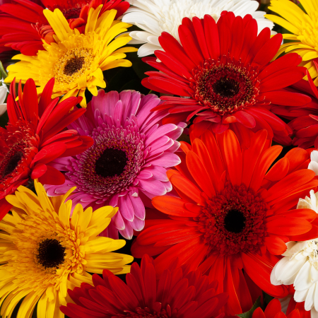 Букет с герберами Экспромт