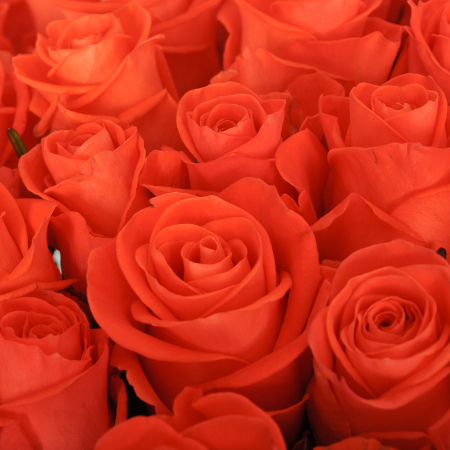 Букет 75 роз Вау