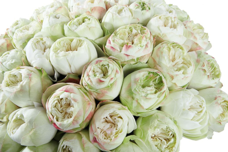 Букет 51 пионовидная роза Кахала (изумрудная)