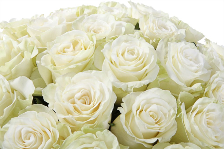 Букет 35 роз Мондиаль в шляпной коробке