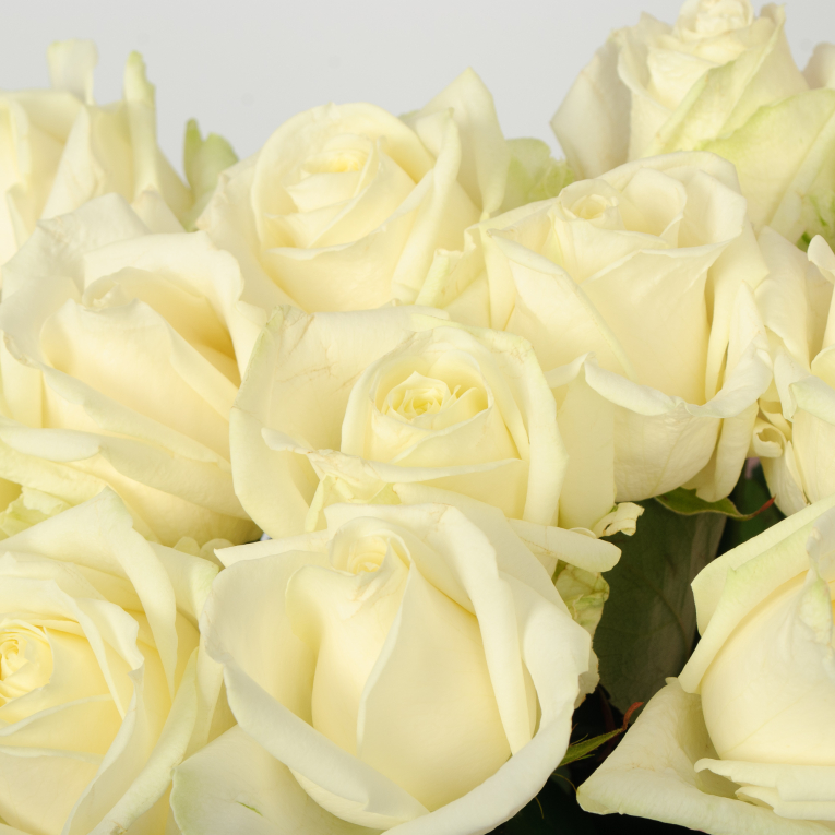 Букет 11 роз Аваланш 60/70 см