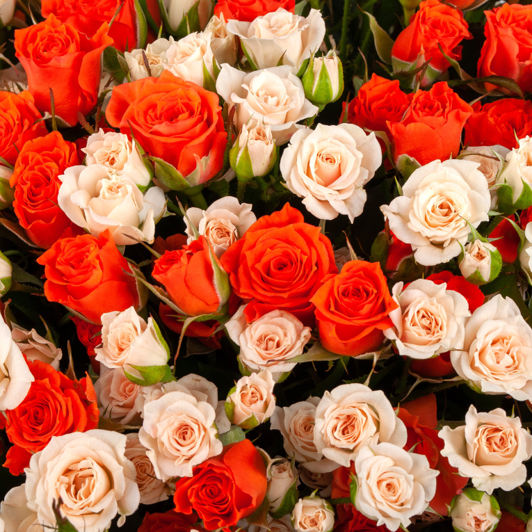 Букет из 101 розы Девочка-солнце