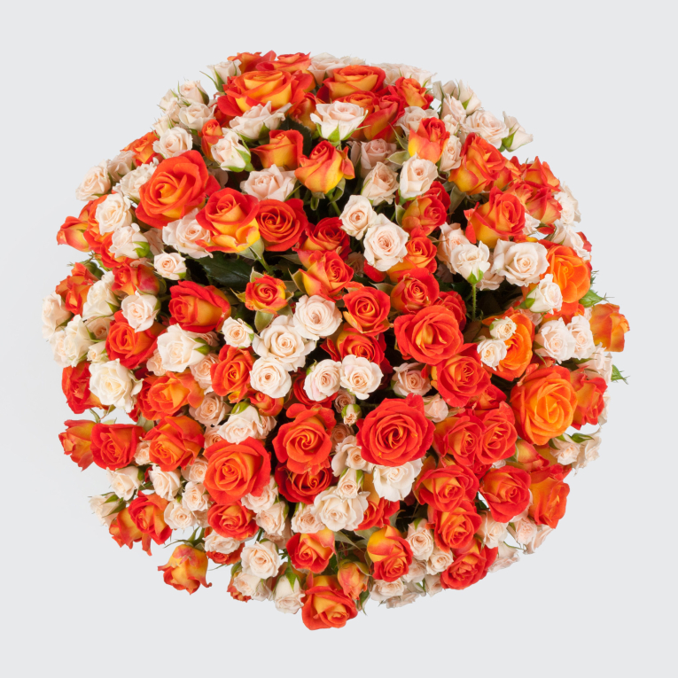 Букет в коробке Апельсиновый чизкейк (51 роза)