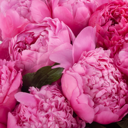 Букет 35 пионов Малиновый рай