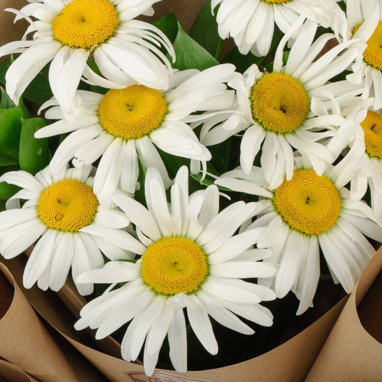 Букет ромашек Полевой цвет (9 шт)