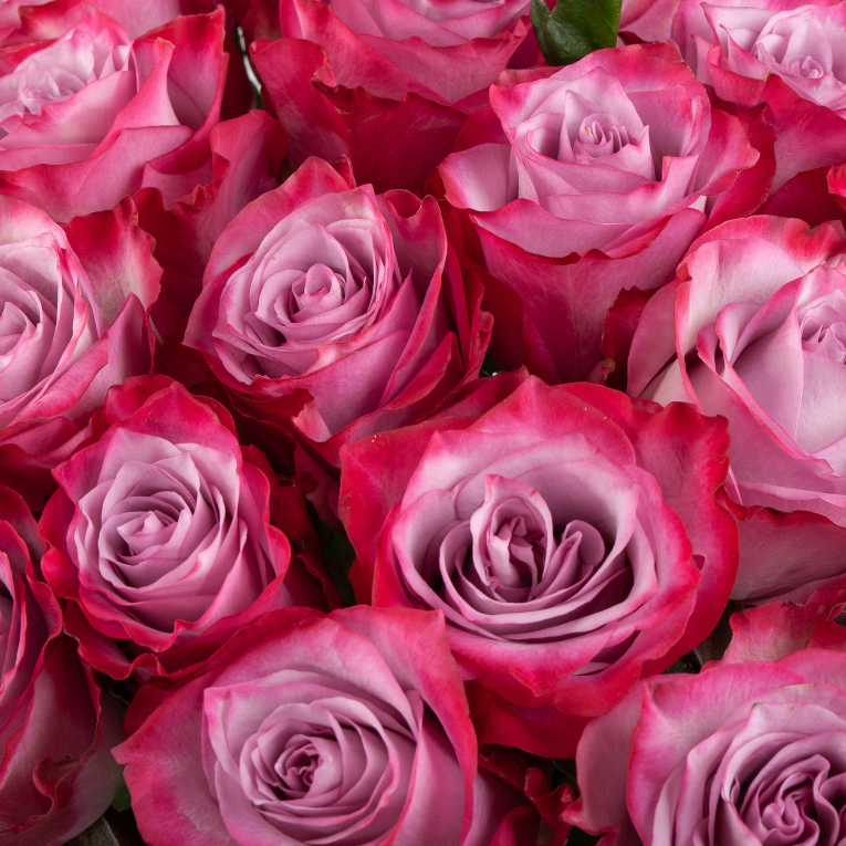 Букет 25 роз Дип Перпл (Эквадор), 60 см