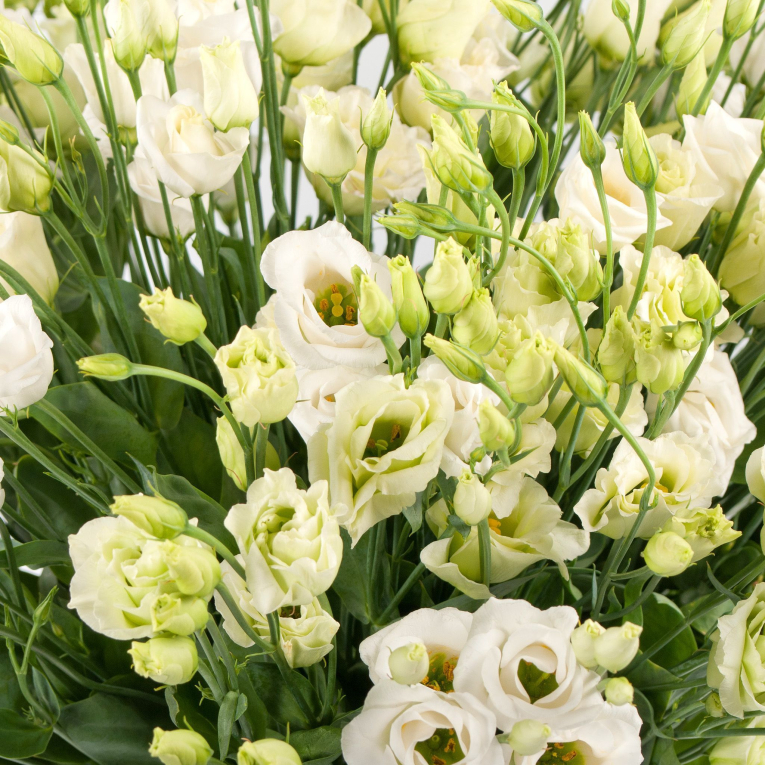 Букет из эустомы Простые сложности (увеличенный) + Десерт в ПОДАРОК!