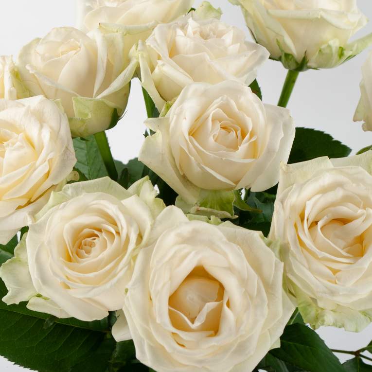 Букет 11 роз Светлый дух