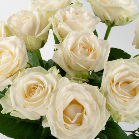 Букет 11 роз Светлый дух