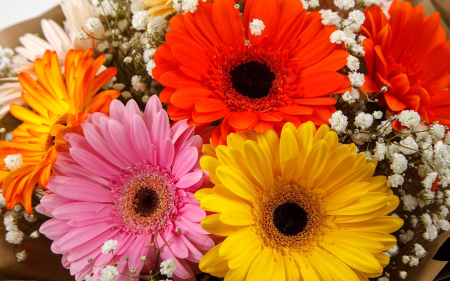 Букет из 9 гербер Звездный иней