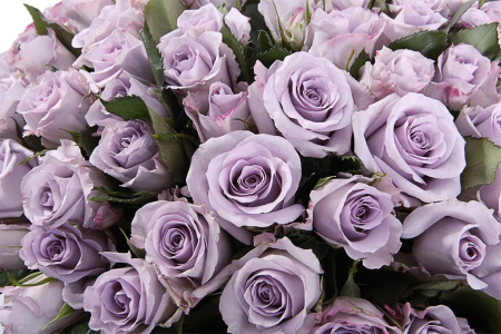 Букет Песнь Океана (101 роза)