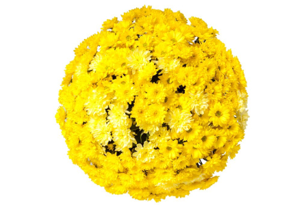 Букет 51 хризантема