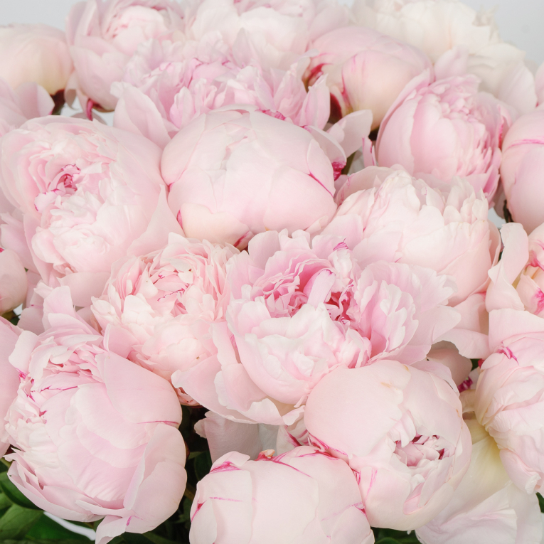 Букет из пионов 21 комплимент