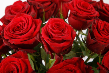 Букет из 15 красных роз Фридом