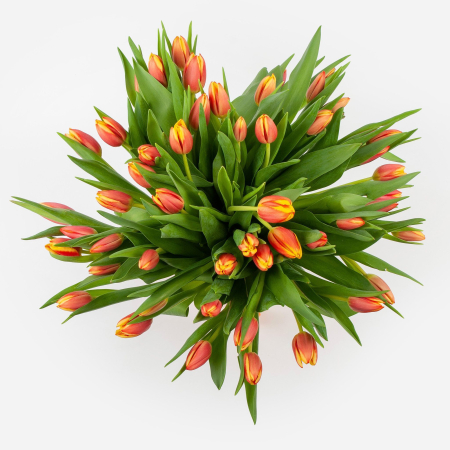 Букет 51 тюльпана Рыжее солнышко