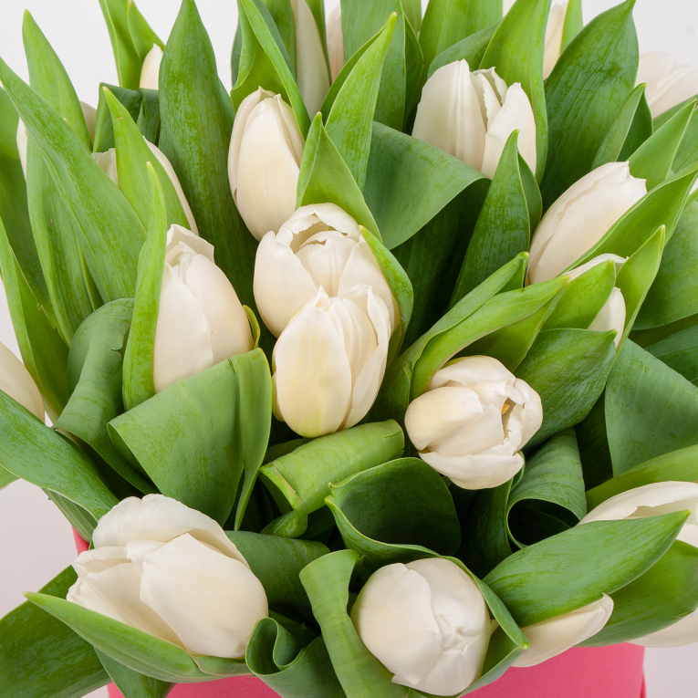 Букет 25 тюльпанов в розовой коробке, белые