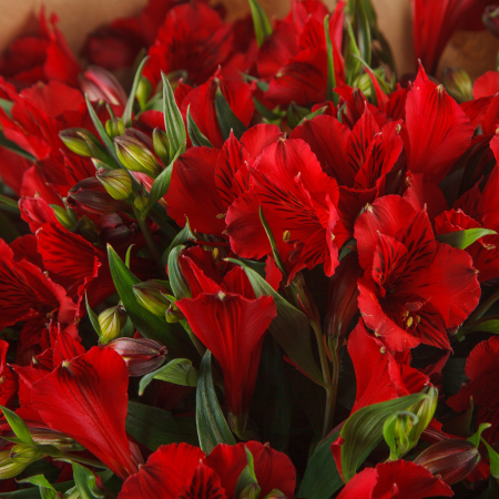 Букет альстромерий Алые фонари