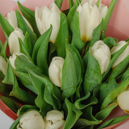 Букет 15 белых тюльпанов