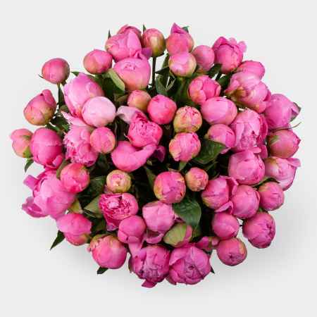 Букет из 51 пиона Розовая призма