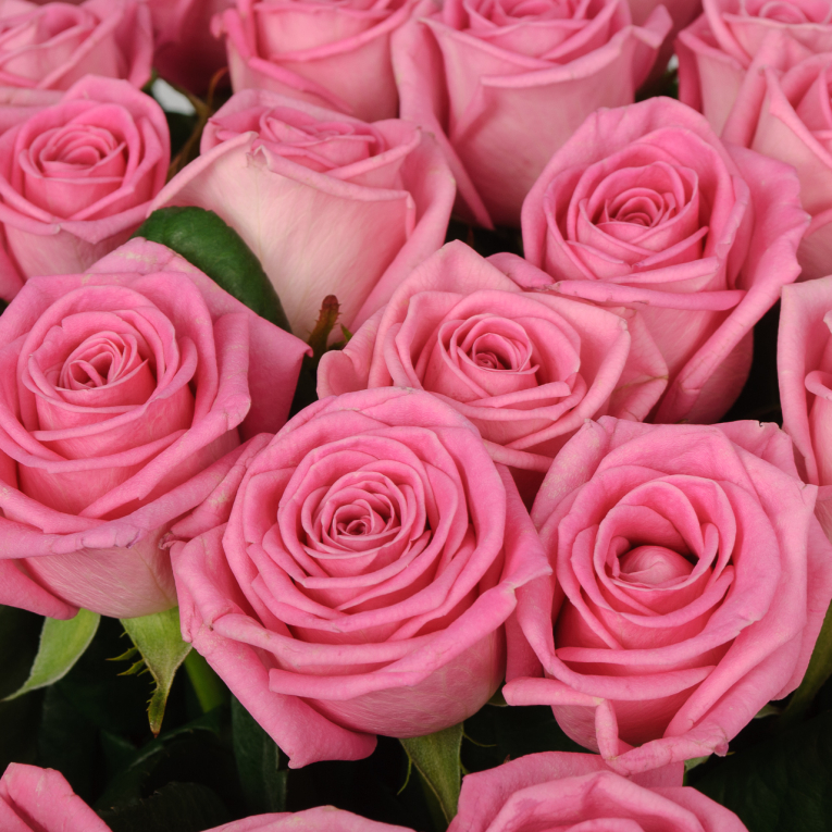 Букет 75 роз Розовая звезда