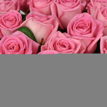 Букет 75 роз Розовая звезда