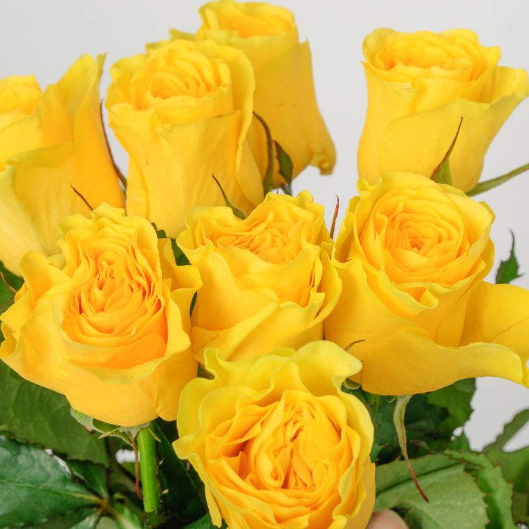 Букет 9 роз Илиос