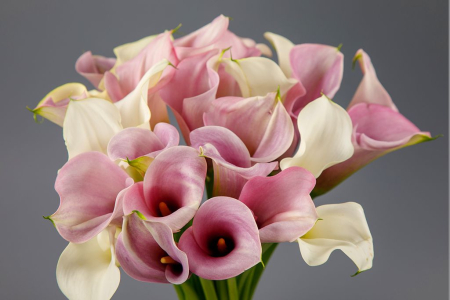 Букет из калл Ноктюрн