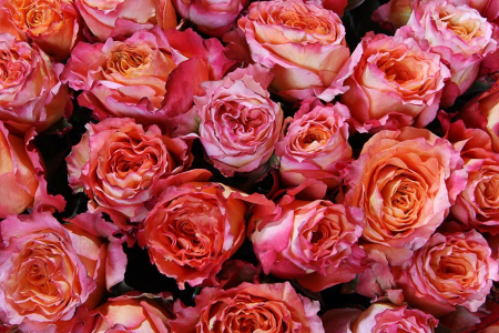 Букет 301 роза Фри Спирит в корзине