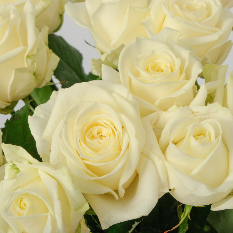 Букет 15 роз Аваланш 60/70 см