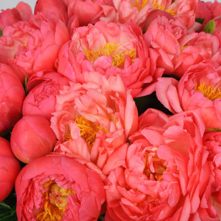 Букет 35 пионов В порыве чувств