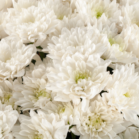 Букет белых хризантем Облачный вояж